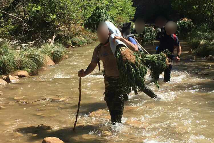 Στους ώμους για 3,5 ώρες, μετέφεραν 750 δενδρύλλια χασίς αστυνομικοί (photo) - Media