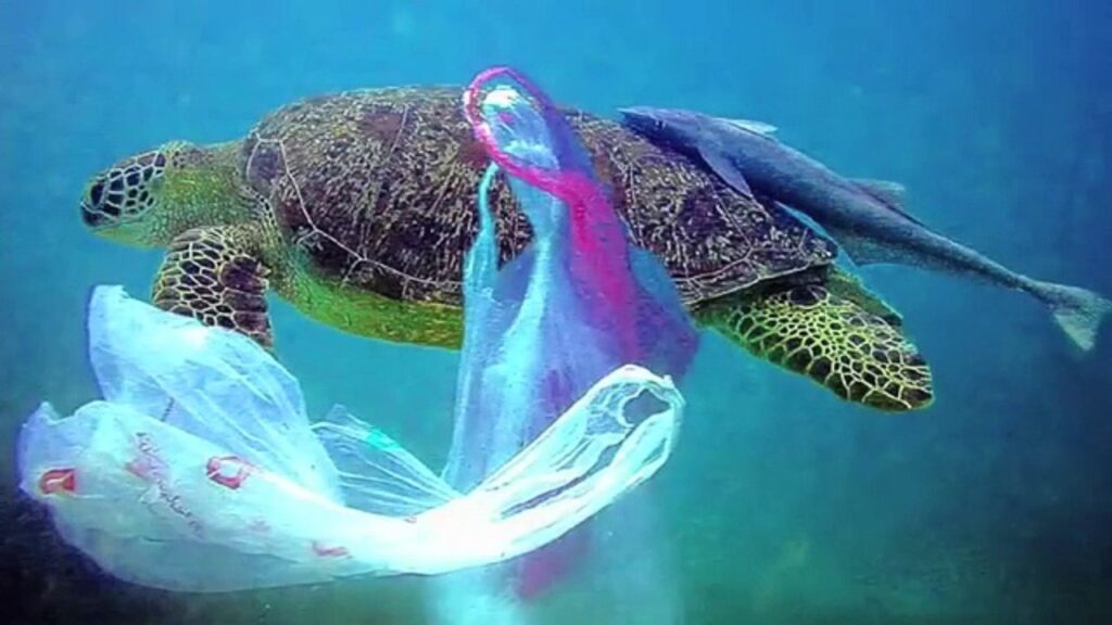 Οι πλαστικές σακούλες από τα πλέον θανατηφόρα απορρίμματα για τη θαλάσσια ζωή - Media