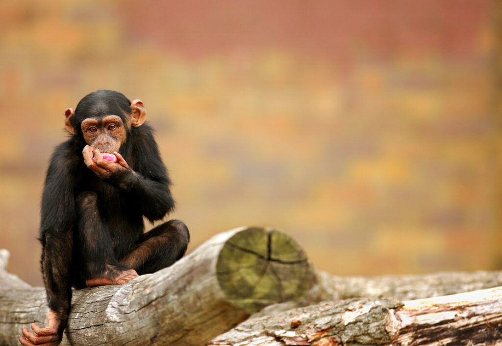 Και οι χιμπατζίδες πάσχουν από Αλτσχάιμερ - Media