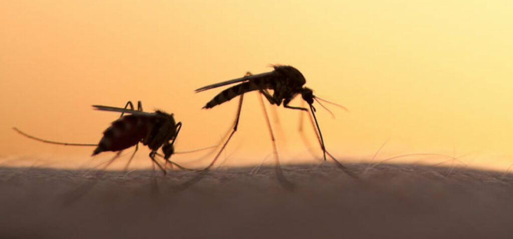 Πάτρα: Στο Πανεπιστημιακό Νοσοκομείο 63χρονη με τον ιό του Δυτικού Νείλου - Media