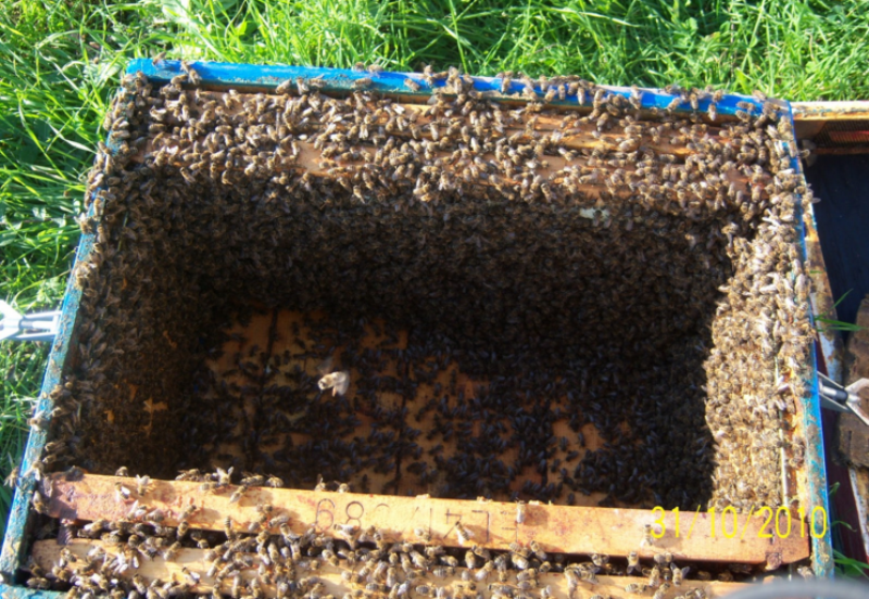 Κρήτη: Δηλητηρίασε μέλισσες και προσπάθησε να τις ανατινάξει!  - Media