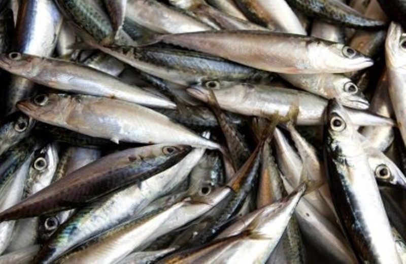 Νέα Μηχανιώνα: 608 κιλά ψάρια κατάσχεσε το Λιμενικό  - Media