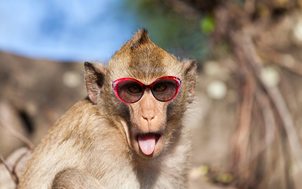 ΣΔΟΕ: Συλλήψεις για εμπορία προϊόντων «μαϊμού» μέσω ίντερνετ με δραστηριότητα 2εκατ. ευρώ - Media