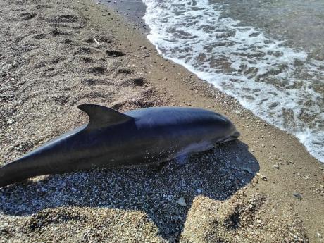 Πάτρα: Ξεβράστηκε δελφίνι με κομμένη την ουρά – Είχε δάκρυα με αίμα (Photos) - Media Gallery 6