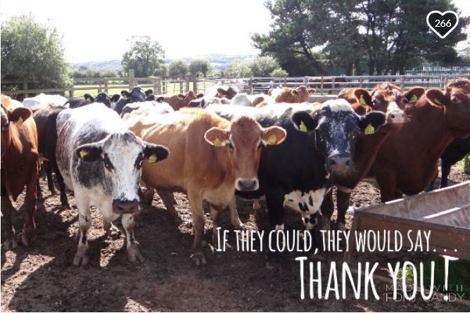 Αγρότισσα έσωσε 70 αγελάδες από το σφαγείο – Ο συγκινητικός αγώνας της - Media