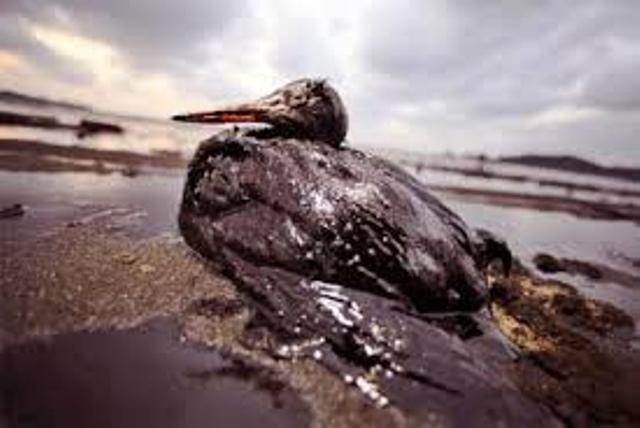 Πετρελαιοκηλίδα - Αγία Ζώνη ΙΙ: Θαλάσσιοι οργανισμοί και θαλασσοπούλια «καίγονται» και πεθαίνουν από ασφυξία από το μαζούτ  - Media