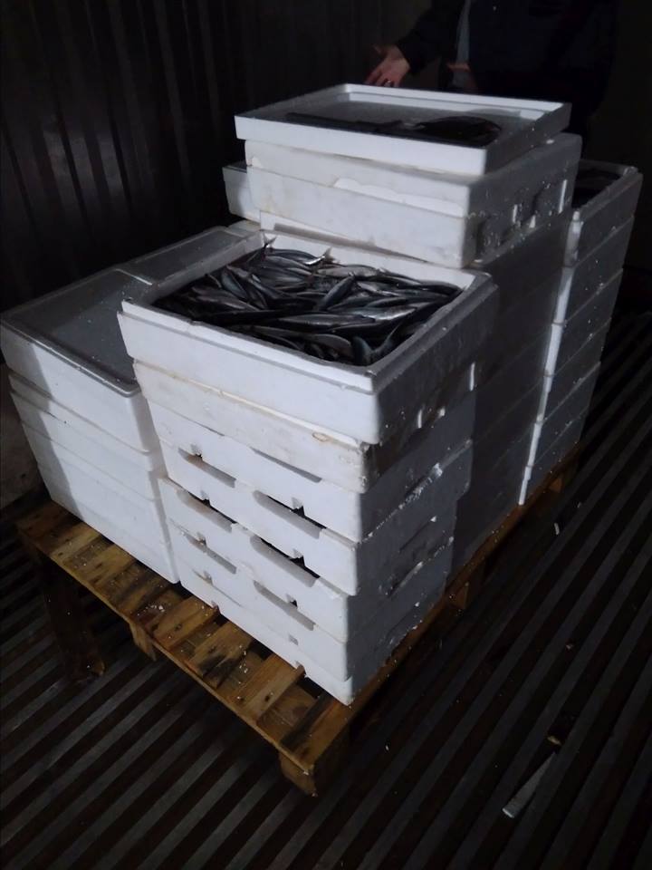 Κατασχέθηκαν 200 κιλά σκουμπρί στη Μηχανιώνα – Θα διατεθούν σε φιλανθρωπίες - Media