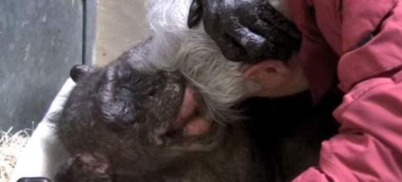 Το συγκινητικό «αντίο» ενός ετοιμοθάνατου χιμπατζή στον άνθρωπο που τον φρόντιζε (Video) - Media