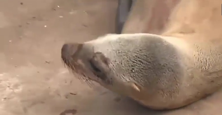 Σπαρακτικό: Ο θρήνος μιας φώκιας που έχασε το μωρό της (Video) - Media