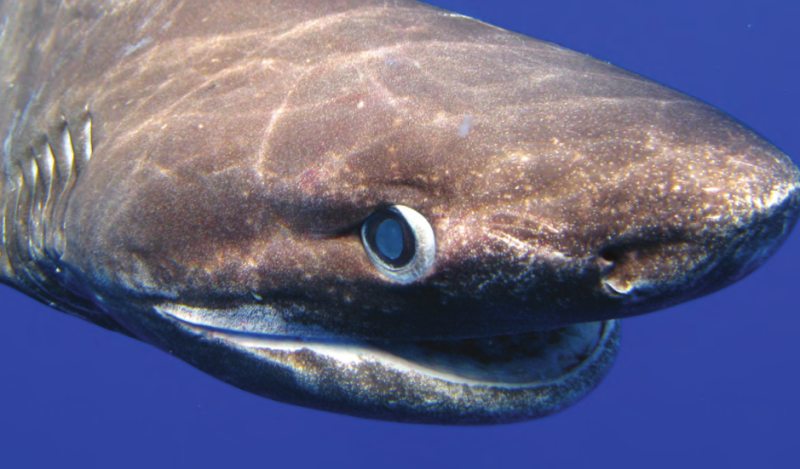 Σοκ: Πιάστηκε σπάνιος καρχαρίας στον Αστακό - «Πρωτόγονος» σύμφωνα με επιστήμονες (Photos)  - Media