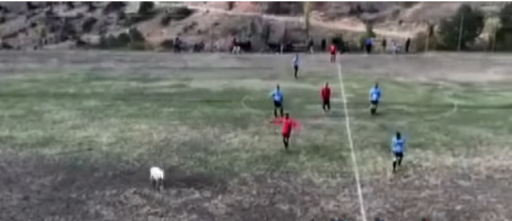 Απίστευτο:  Κυνηγούσαν προβατίνα στο γήπεδο για να της δώσουν κόκκινη κάρτα (Videos) - Media