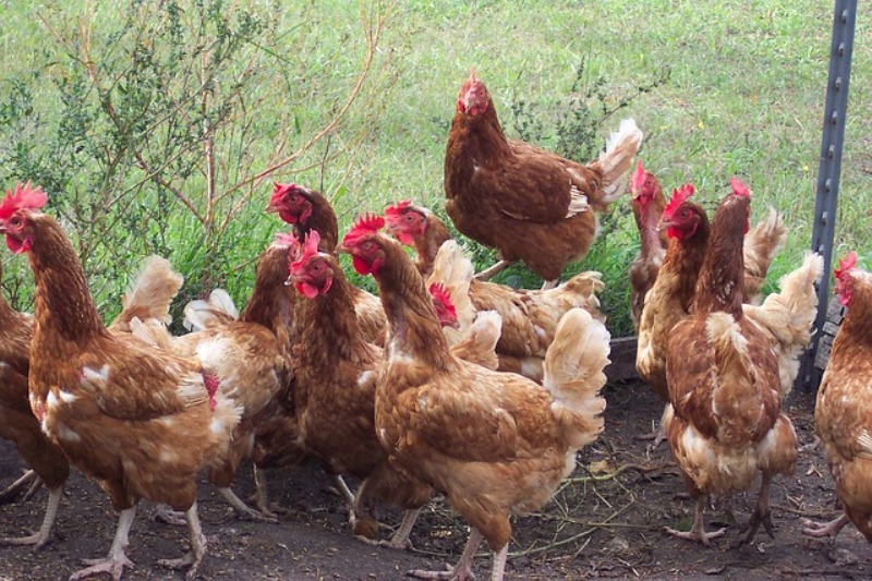 Μεταλλαγμένες κότες κάνουν αυγά με αντικαρκινικά φάρμακα! (Video) - Media