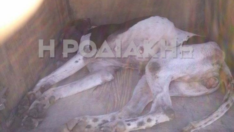 Ρόδος: Κτηνοτρόφος καταδικάστηκε για το θάνατο κυνηγόσκυλου - Είχε γεμίσει το δάσος με δηλητήριο  - Media