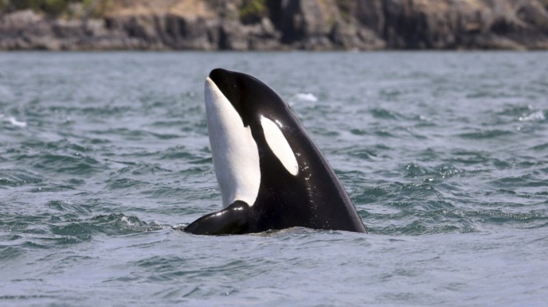 Τρόμος στα αβαθή: Φάλαινες-δολοφόνοι ορμούν σε κολυμβητές (Video) - Media