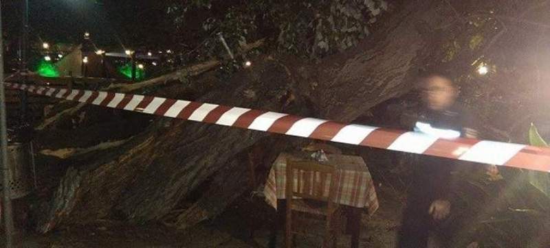Νέος τρόμος στην Πορταριά: Πλάτανος έστειλε γυναίκα στο νοσοκομείο - Media