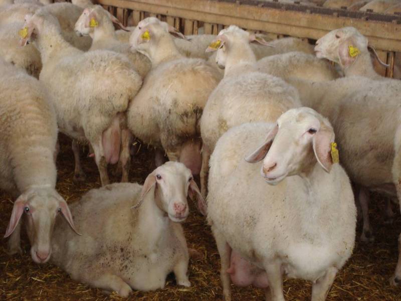 Σε κατάσταση έκτακτης ανάγκης η Λέσβος - Ευλογιά στα αιγοπρόβατα του νησιού - Media