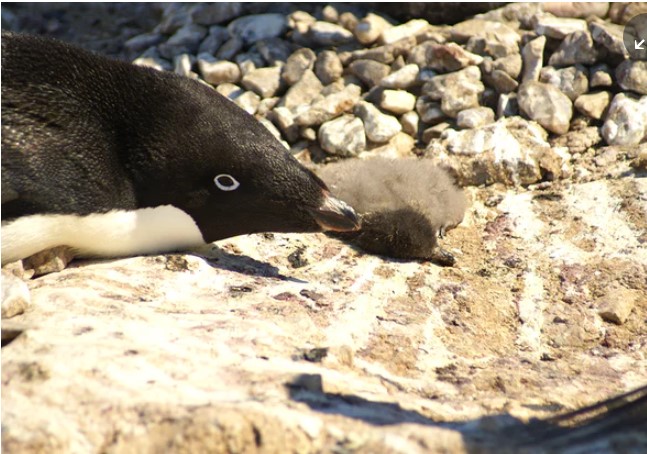 Ανταρκτική: Πεθαίνουν από την πείνα χιλιάδες νεοσσοί πιγκουίνοι - Media
