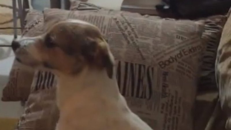 Σκύλος βλέπει θρίλερ και αντιδρά όπως ένας άνθρωπος! (Video)  - Media