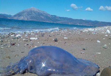 Τσούχτρα γίγας στην Πάτρα – Το καλοκαίρι έφυγε οι μέδουσες έμειναν - Media