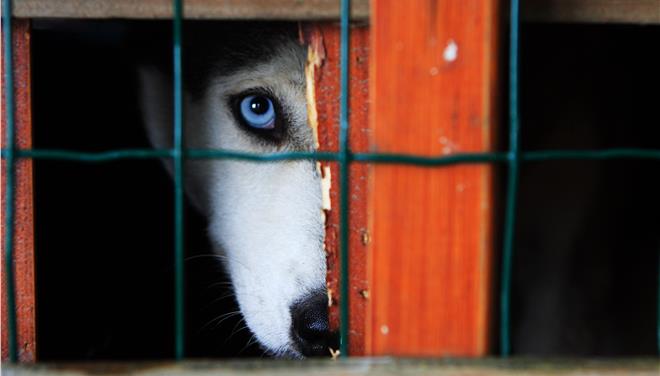 4 Οκτωβρίου: Παγκόσμια ημέρα των ζώων - Μάστιγα η κακοποίησή τους (Videos + Photo) - Media