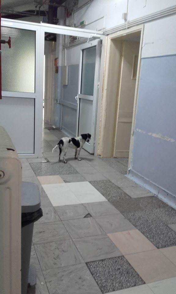 Κιλκίς: Η ΠΟΕΔΗΝ καταγγέλλει επιθέσεις από σκυλιά σε εργαζόμενους στο νοσοκομείο (Photos) - Media