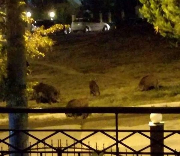 Οικογένεια από αγριογούρουνα βγήκε... βόλτα στη Θεσσαλονίκη (Photos) - Media