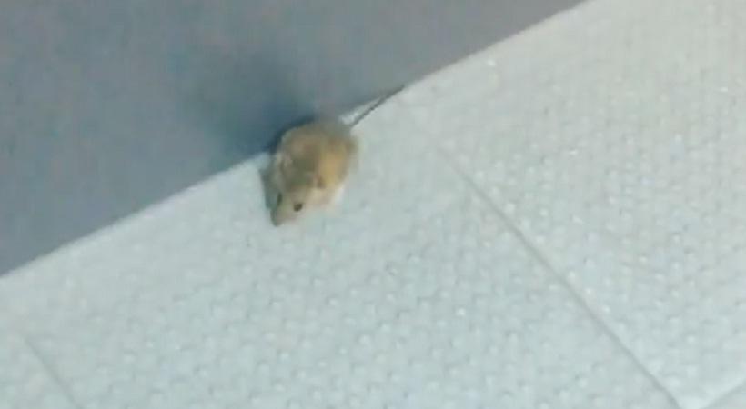 Ποντίκι στα αποδυτήρια του Παναθηναϊκού! (Photo) - Media