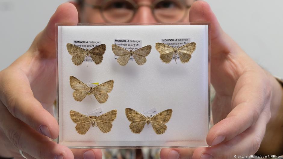 Aυτή είναι η άγνωστη πεταλούδα της Πελοποννήσου (Photo) - Media