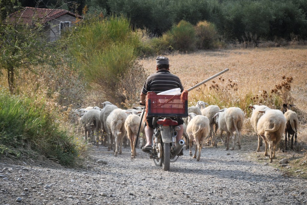 Τρίκαλα: Έκοψε δύο στύλους της ΔΕΗ για να κάνει ποιμνιoστάσιο! - Media