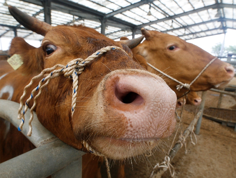 Επέστρεψε η νόσος των «τρελών αγελάδων» – Σε ποια χώρα σημειώθηκαν κρούσματα - Media