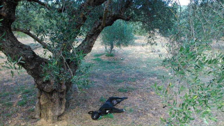 Αποτρόπαια πράξη στην Κρήτη: Κρέμασαν σκύλο σε δέντρο (Σκληρές Photos) - Media