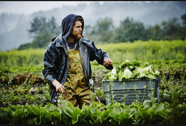 ΟΠΕΚΕΠΕ: Πριν τα Χριστούγεννα οι πληρωμές για τις αγροτικές επιδοτήσεις - Media