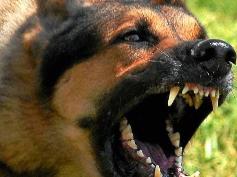 Φρίκη: Σκυλιά κατασπάραξαν ηλικιωμένη στην Ξάνθη - Media
