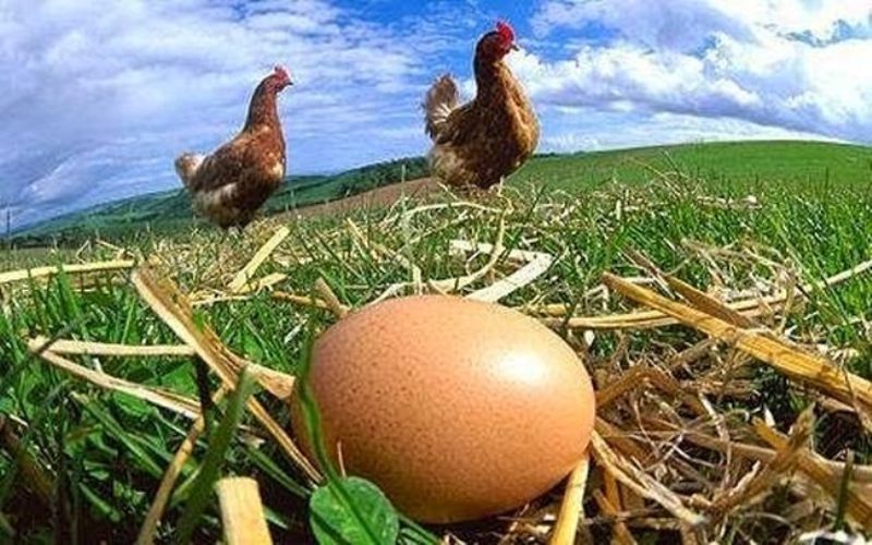 Πώς να διατηρήσετε τα αυγά σας φρέσκα για πολλές βδομάδες!  - Media