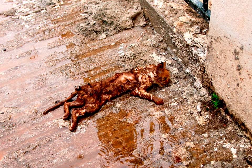 Η φωτογραφία του Γ. Κέμμου με το πνιγμένο γατάκι στη Μάνδρα που συγκλονίζει - Media