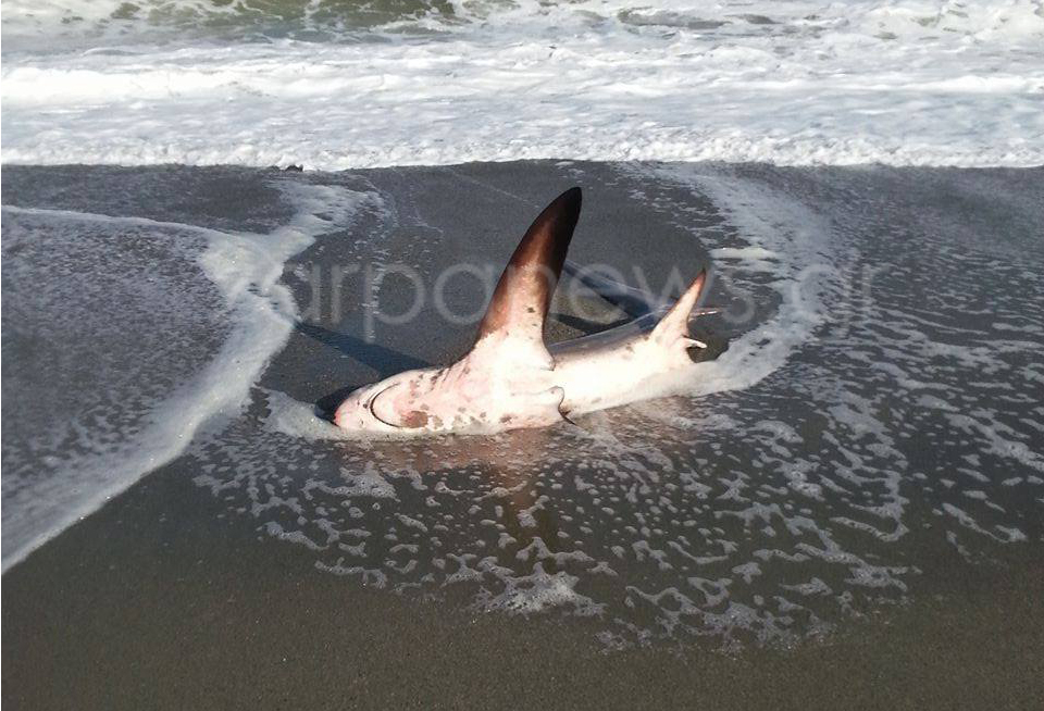Χανιά: Ζωντανός καρχαρίας 3 μέτρων ξεβράστηκε σε παραλία (Photos) - Media