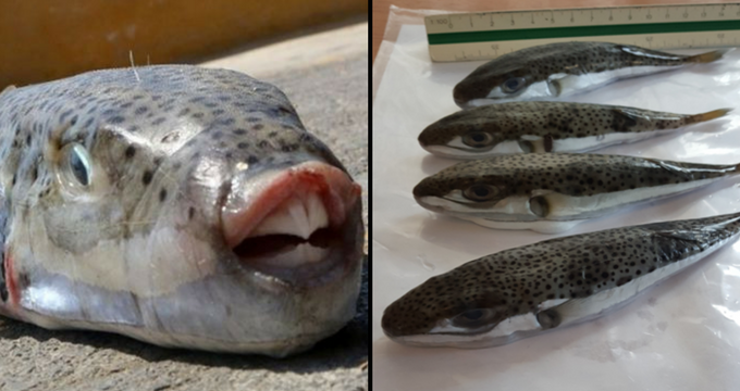 Μαλλιακός: Εμφανίσθηκε το επικίνδυνο τοξικό ψάρι «λαγοκέφαλος» - Media