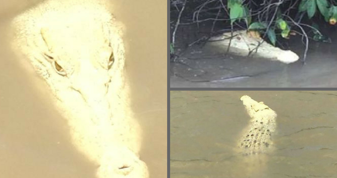 Σπάνιος λευκός κροκόδειλος, απόγονος του «Mάικλ Τζάκσον» βρέθηκε στην Αυστραλία (Photos) - Media