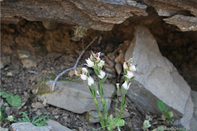 Αυτή η ορχιδέα ευδοκιμεί μόνο στην Κρήτη – Παγκόσμιο ενδιαφέρον (Photo) - Media