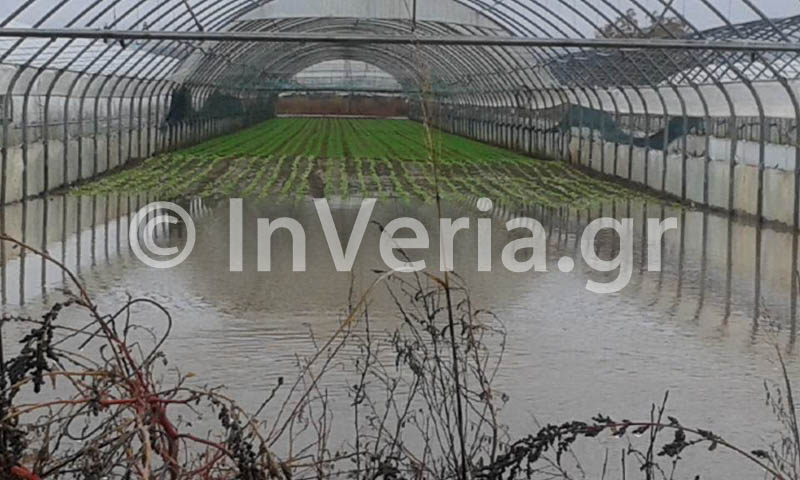 Η κακοκαιρία βύθισε θερμοκήπια στη Βέροια (Photo) - Media