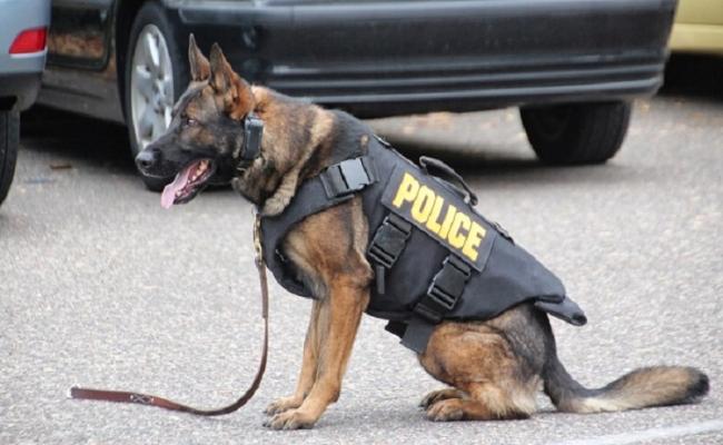 Αστυνομικός σκύλος εντόπισε πάνω από 4 κιλά κάνναβης - Media