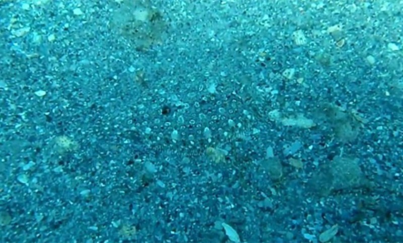 Μπορείτε να εντοπίσετε το ψάρι σε λιγότερο από πέντε δευτερόλεπτα; (Video) - Media