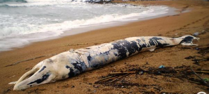 Πτεροφάλαινα πέθανε τρεις μέρες αφότου ξεβράστηκε στη Σινική Θάλασσα - Media