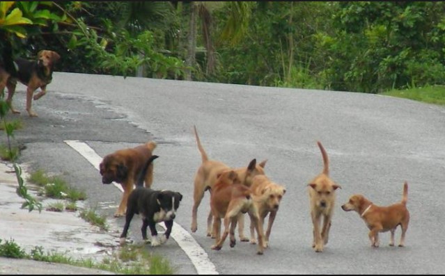 Πρέβεζα: Αμοιβή 1.000 ευρώ σε όποιον δώσει πληροφορίες για τον δολοφόνο 66 σκύλων - Media
