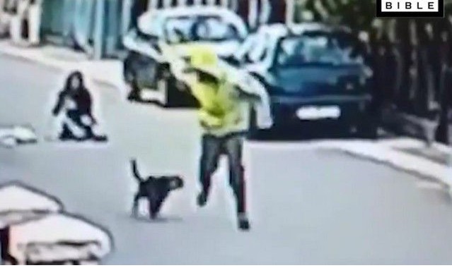 Ο ήρωας της ημέρας: Αδέσποτο σκυλάκι έσωσε γυναίκα από ληστή (Video) - Media