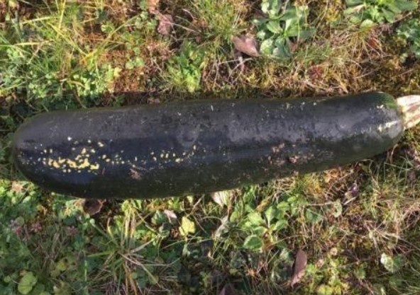 Γερμανός μπέρδεψε λαχανικό με βόμβα του Β