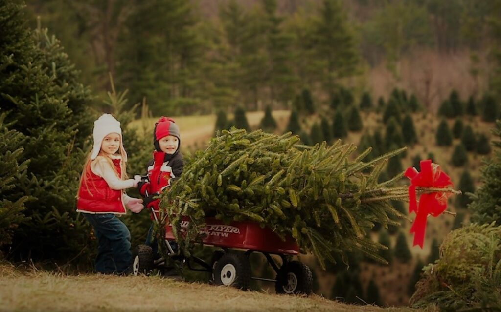 Ξεκινά σε λίγες μέρες η πώληση των φυσικών Χριστουγεννιάτικων δέντρων - Media