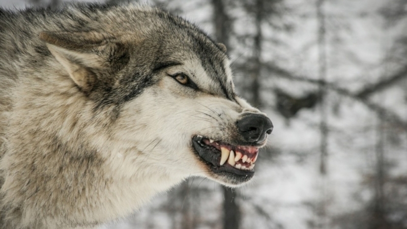 Λύκος επιτέθηκε και τραυμάτισε βοσκό στον Παρνασσό που προσπαθούσε να προστατεύσει το κοπάδι του (Video)  - Media