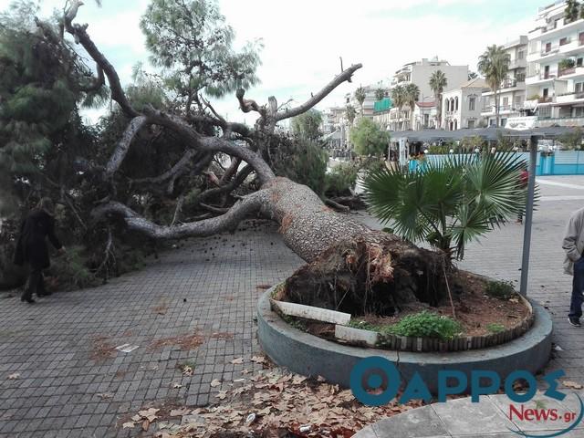 Κατέπεσε το αιωνόβιο πεύκο του «Πανελληνίου» στο λιμάνι της Καλαμάτας  - Media