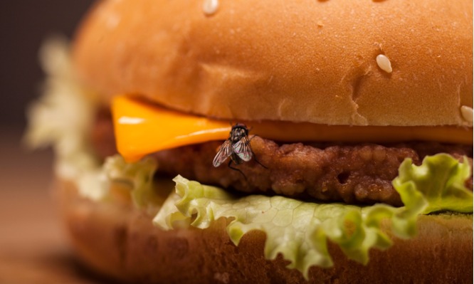 Ακούμπησε μύγα το φαγητό σας; - Τι πρέπει να κάνετε πριν φάτε - Media